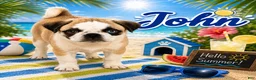 Pug dogs for sale: John - Ad 1