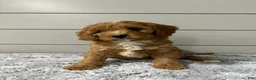 Cavapoo dogs for sale: Nova - Ad 6