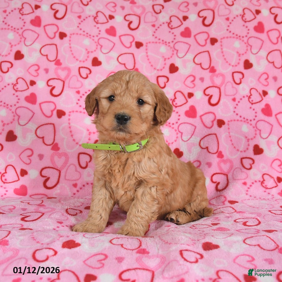 Goldendoodle dogs Bandit - Ad 8
