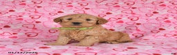 Goldendoodle dogs for sale: Bandit - Ad 1