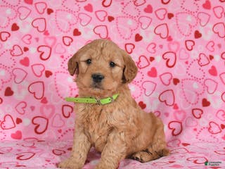 Goldendoodle dogs Bandit - Ad 8