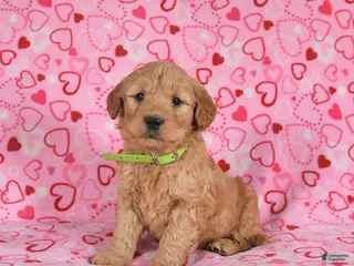 Goldendoodle dogs Bandit - Ad 34