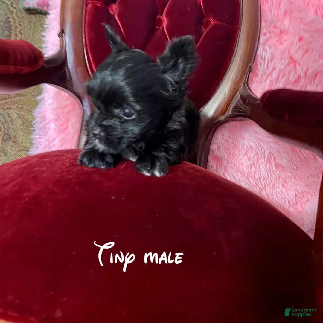 Gallery Image {{count}}