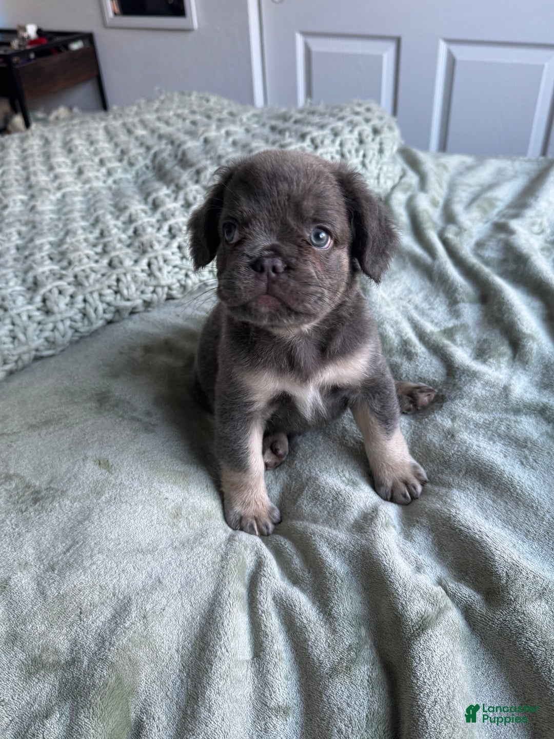 French Bulldog dogs for sale: Lilac tan fluffy french bulldog  - Ad 5