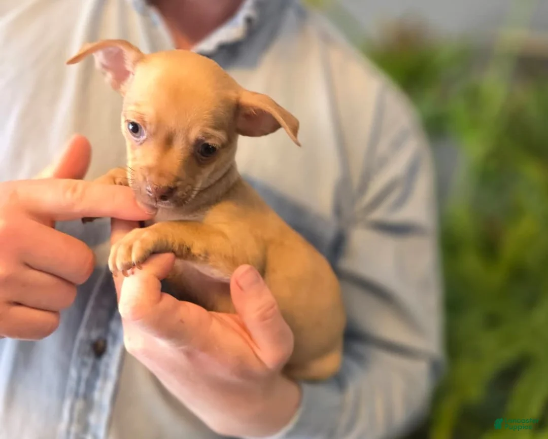 Chihuahua dogs for sale: Brandy  - Ad 5