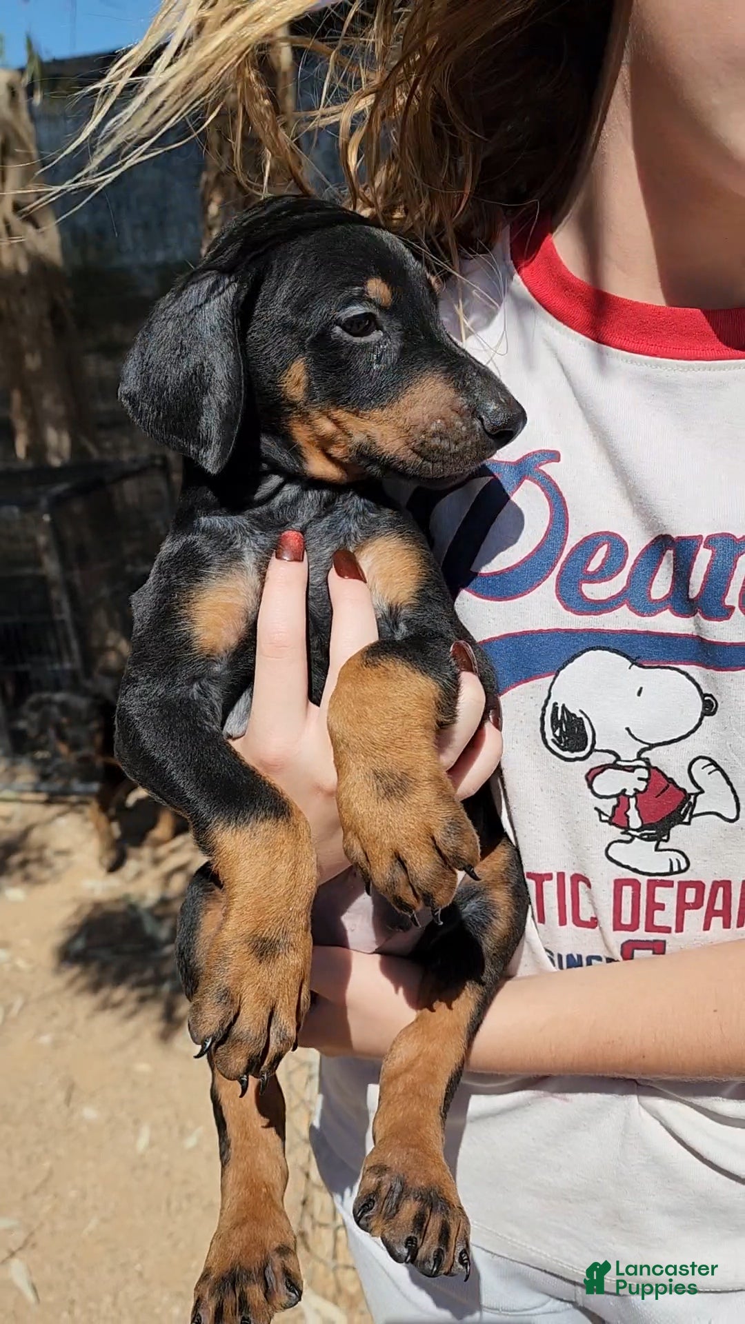 Doberman Pinscher dogs Jessica M1 - Ad 40
