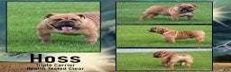 English Bulldog dogs for sale: Kojak - Ad 5