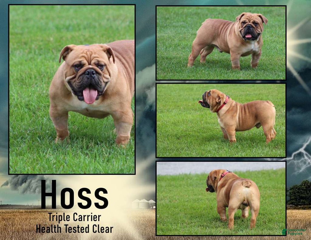 English Bulldog dogs for sale: Kojak - Ad 5