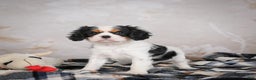 Cavalier King Charles Spaniel dogs for sale: Maggie - Ad 9