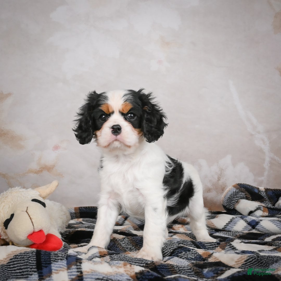 Cavalier King Charles Spaniel dogs for sale: Maggie - Ad 9