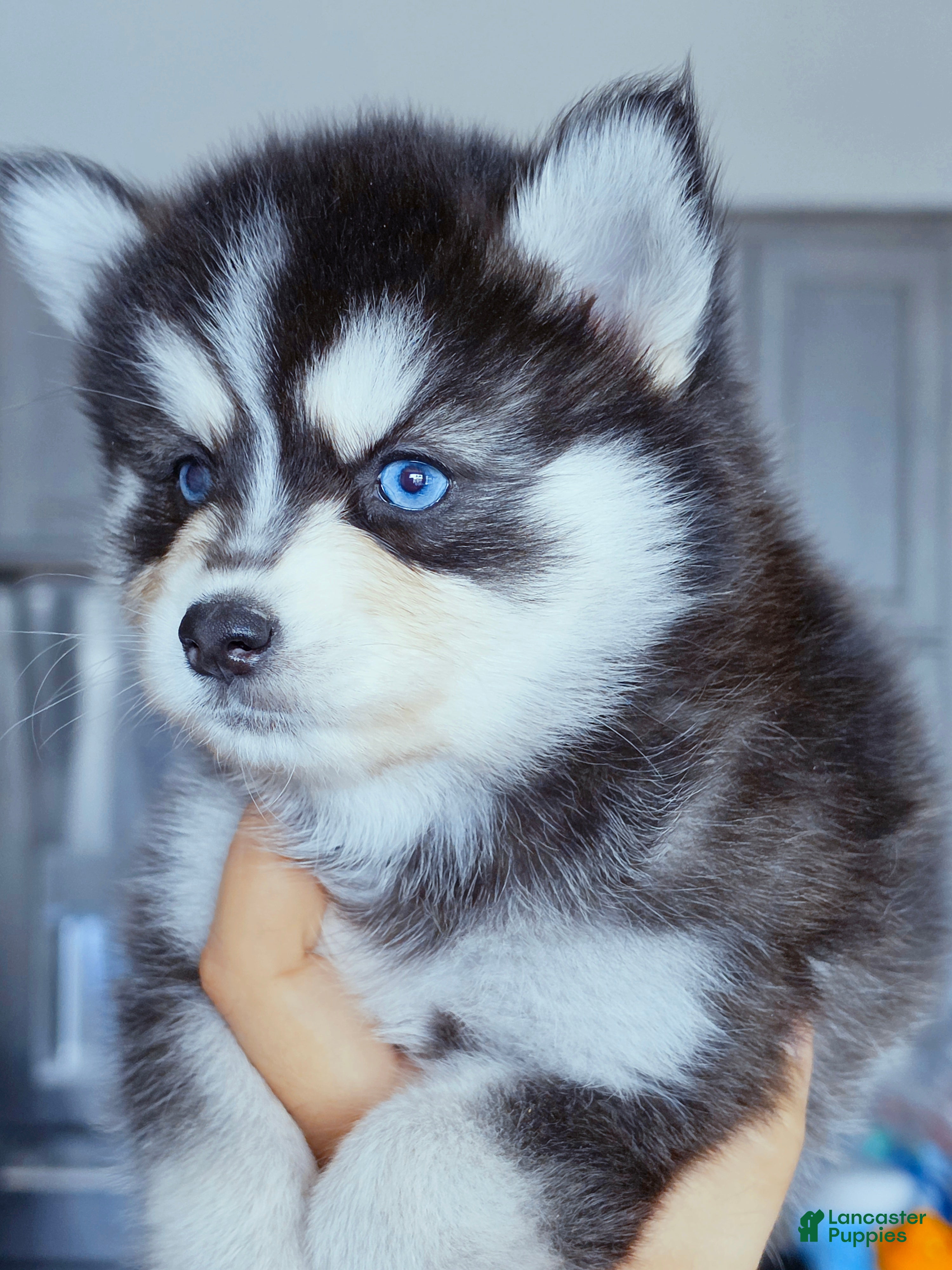 Pomsky dogs River - Ad 10