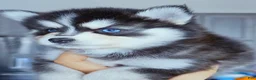 Pomsky dogs for sale: River - Ad 1