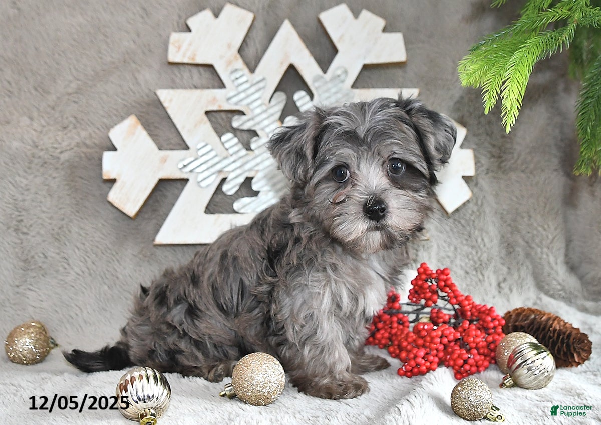 Yorkiepoo dogs Zack - Ad 12