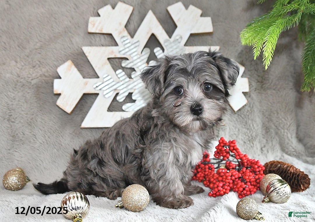 Yorkiepoo dogs for sale: Zack - Ad 6