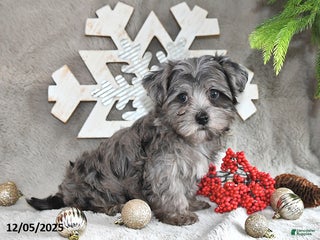 Yorkiepoo dogs Zack - Ad 10