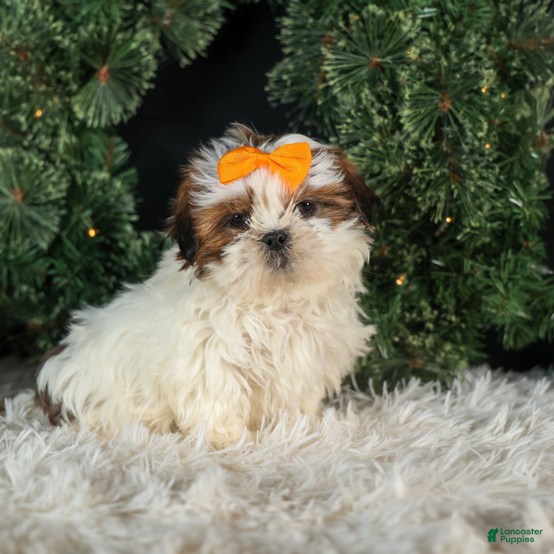 Shih Tzu dogs for sale: RANDY - Ad 9