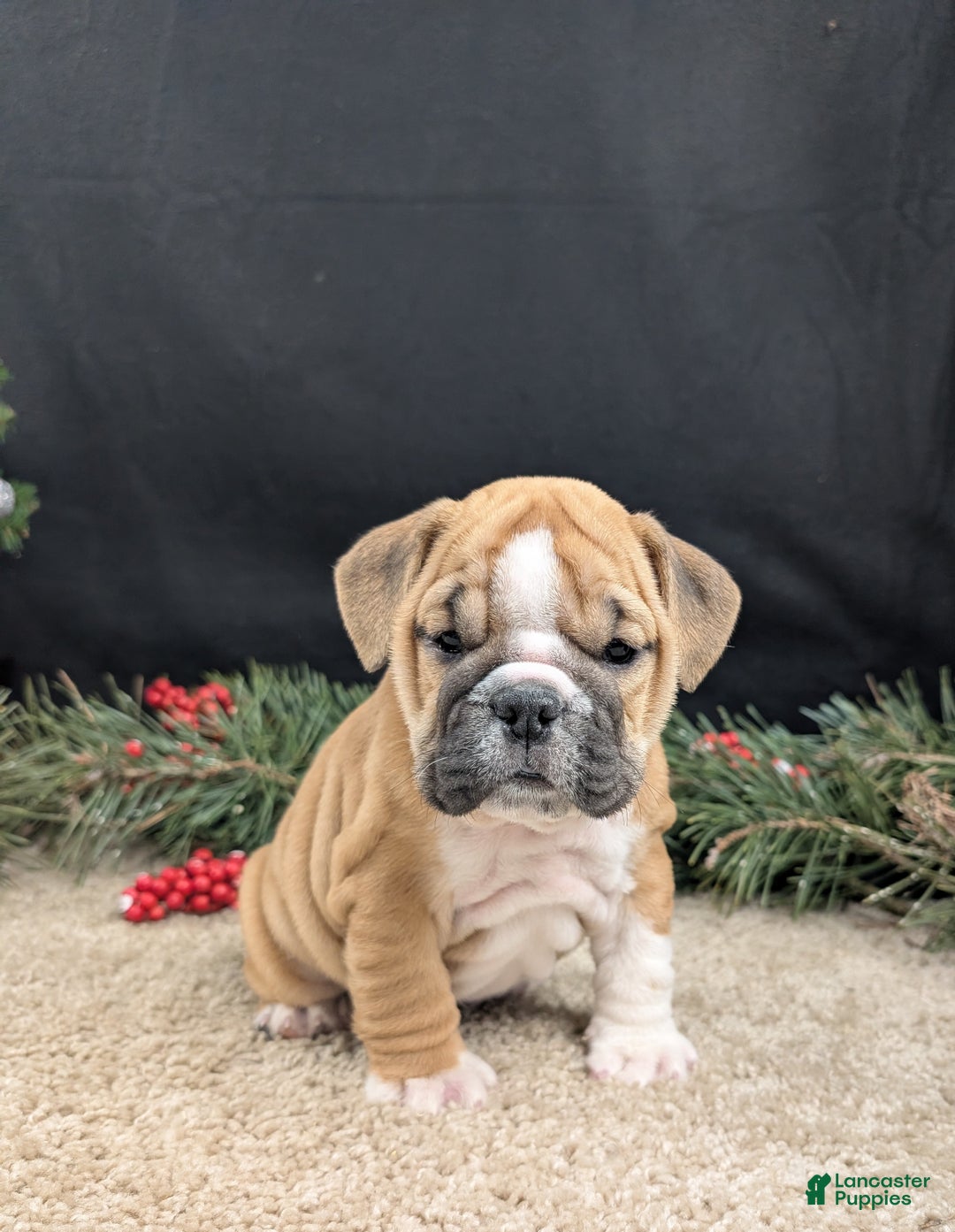 English Bulldog dogs for sale: Holly  - Ad 1