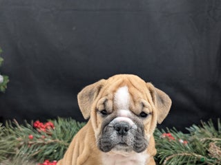English Bulldog dogs Holly - Ad 36
