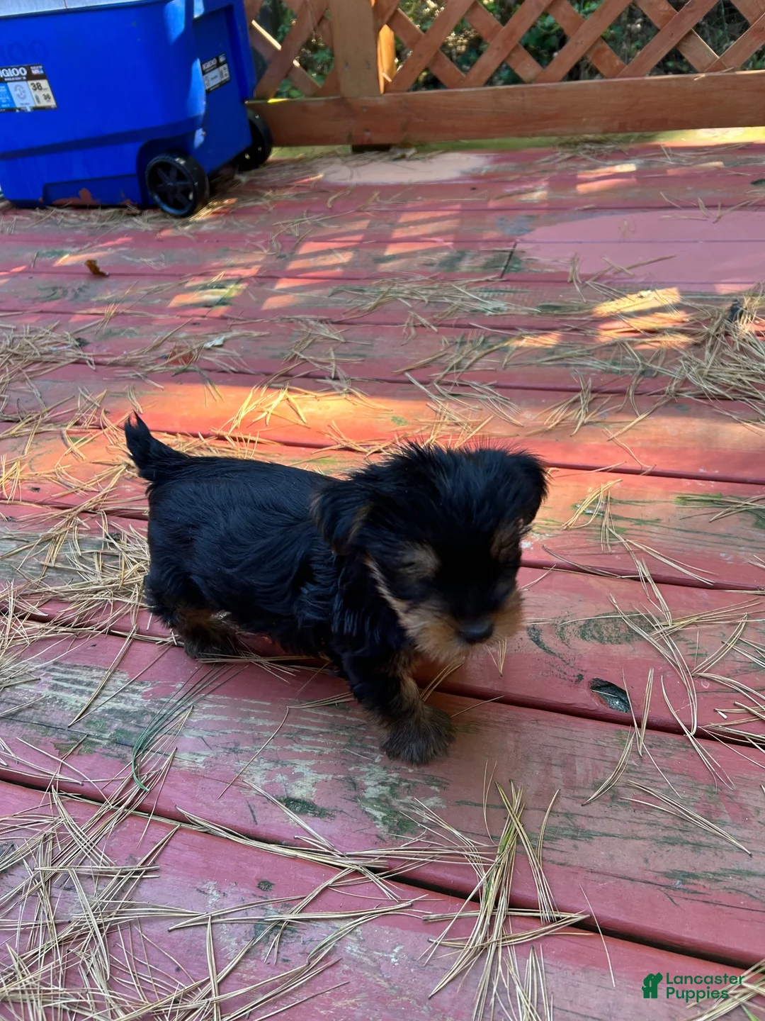 Yorkshire Terrier dogs for sale: Yorkshire Terrier 1 - Ad 2