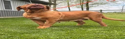 Dogue De Bordeaux dogs for sale: Keila - Ad 6