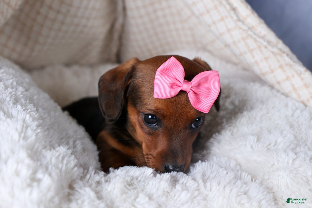 Miniature Dachshund dogs for sale: Jenny - Ad 3