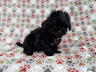 Shihpoo dogs Binx - Ad 19