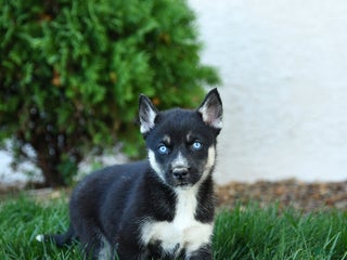 Gerberian Shepsky dogs - Ad 11