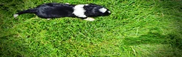 Havapoo dogs for sale: Savvy - Ad 11