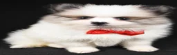 Pomeranian dogs for sale: Tinker - Ad 7