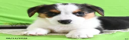 Welsh Corgi Pembroke dogs for sale: Bethany - Ad 8