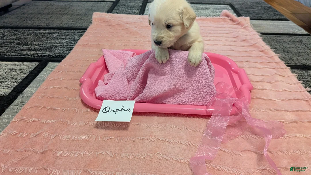 Golden Retriever dogs for sale: Orpha, AKC - Ad 1