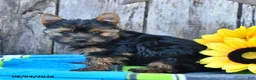 Yorkshire Terrier dogs for sale: Jace - Ad 2