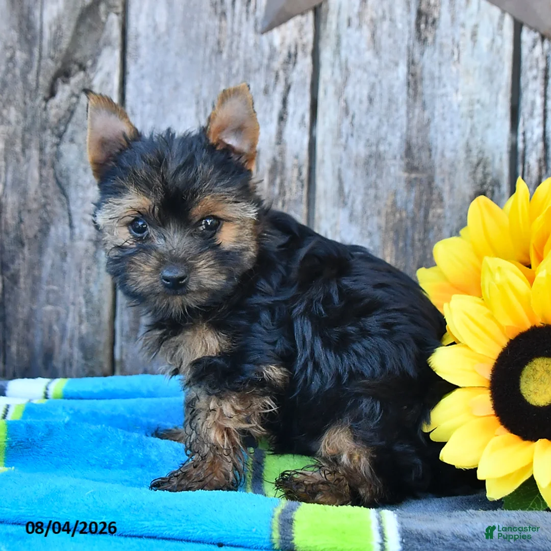 Yorkshire Terrier dogs for sale: Jace - Ad 2