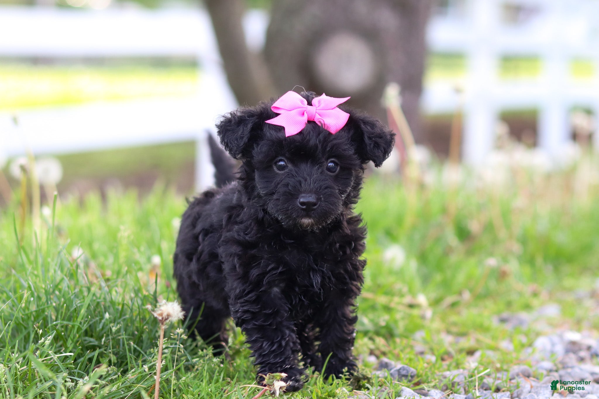 Yorkiepoo dogs for sale: Torie - Ad 4