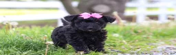 Yorkiepoo dogs for sale: Torie - Ad 1