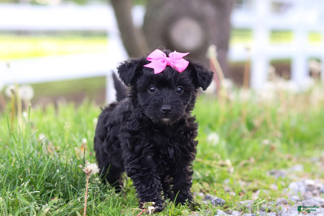 Yorkiepoo dogs for sale: Torie - Ad 1