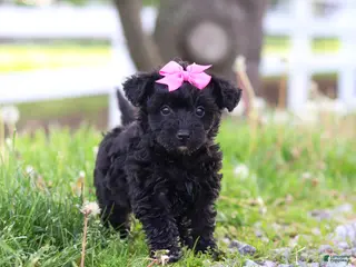Yorkiepoo dogs for sale: Torie - Ad 4