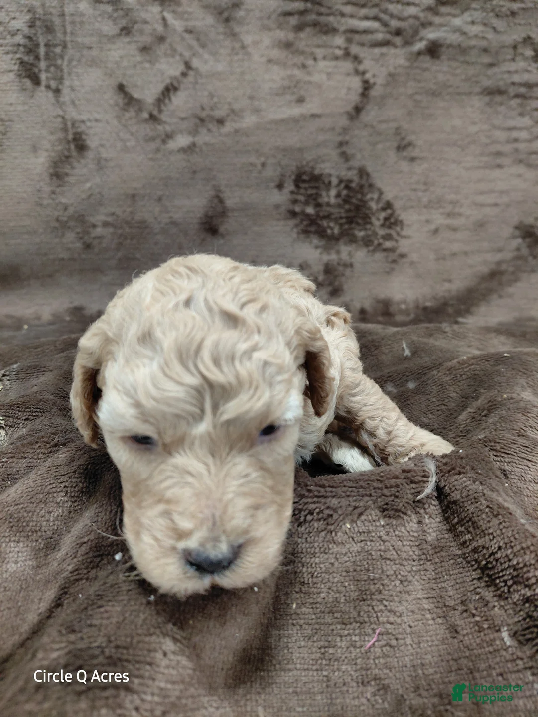 Mini Goldendoodle dogs for sale: Daisy - Ad 14