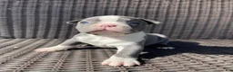 Boston Terrier dogs for sale: Boston Terrier 1 - Ad 7
