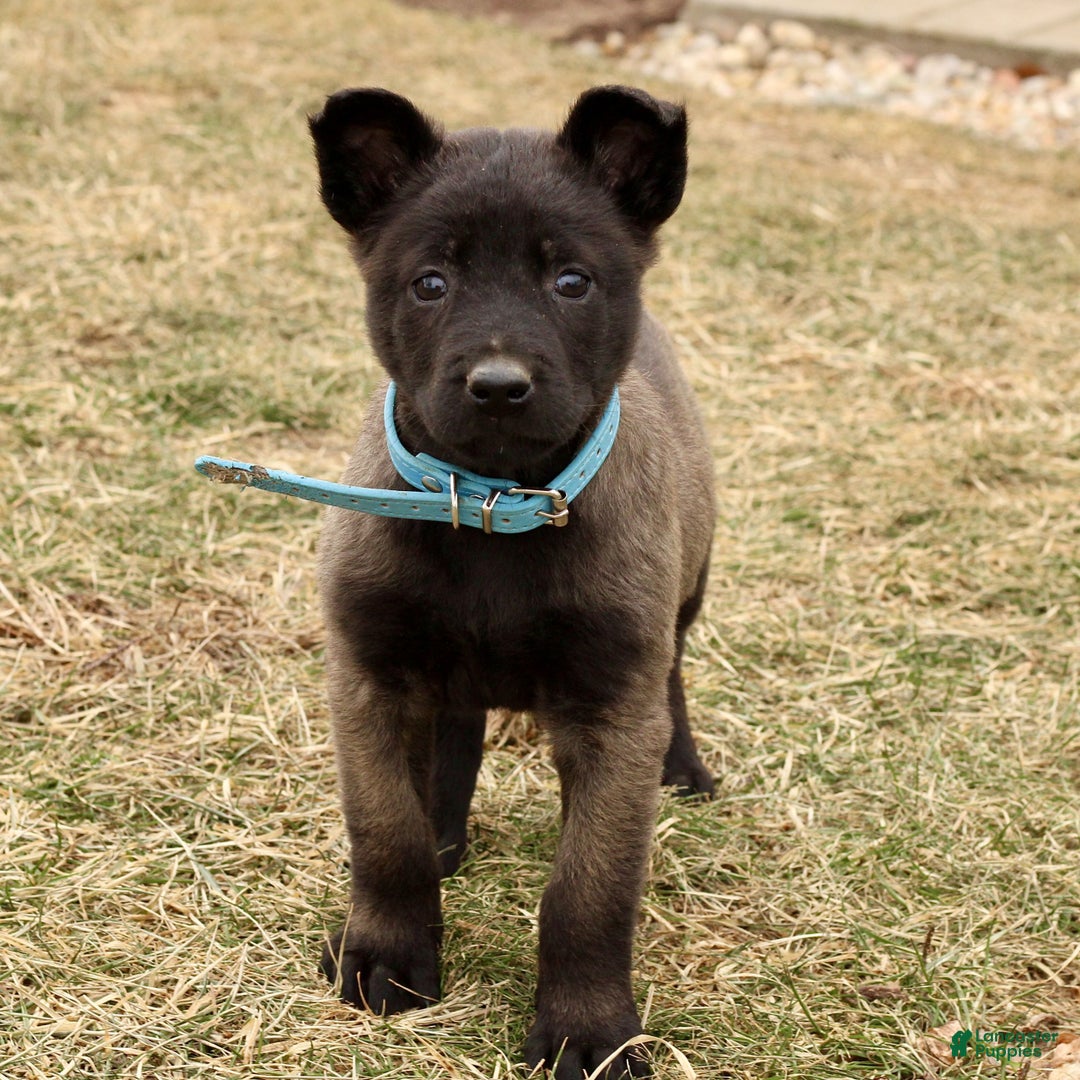 Belgian Malinois dogs for sale: Adelle  - Ad 2