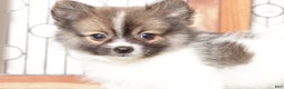 Pomeranian dogs for sale: Yuki - Ad 3