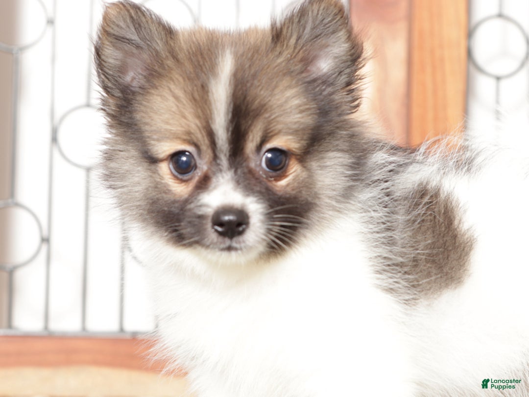 Pomeranian dogs for sale: Yuki - Ad 3