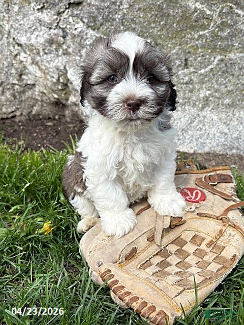 Havanese dogs Asher - Ad 1
