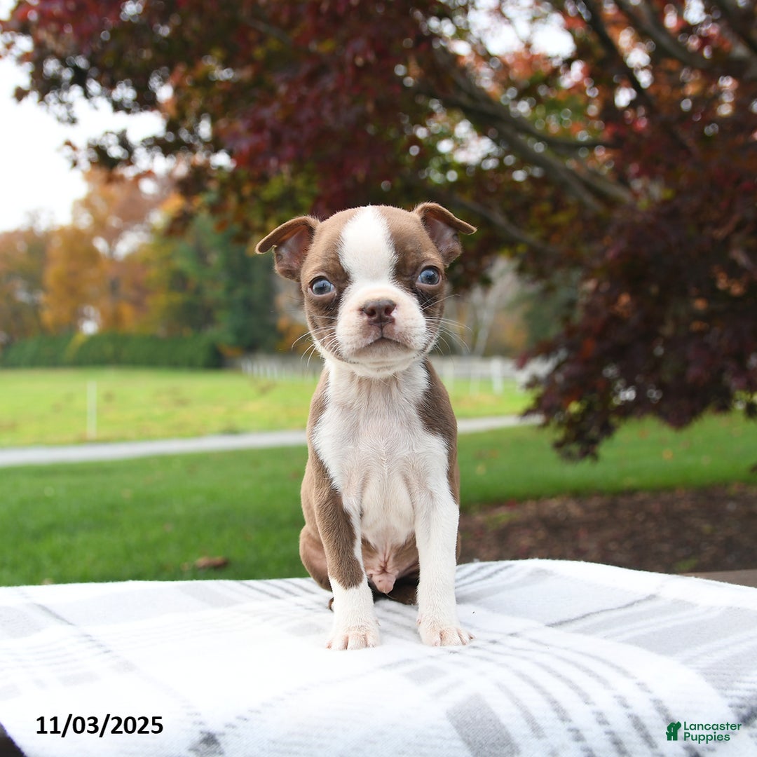Boston Terrier dogs for sale: Pepper - Ad 2