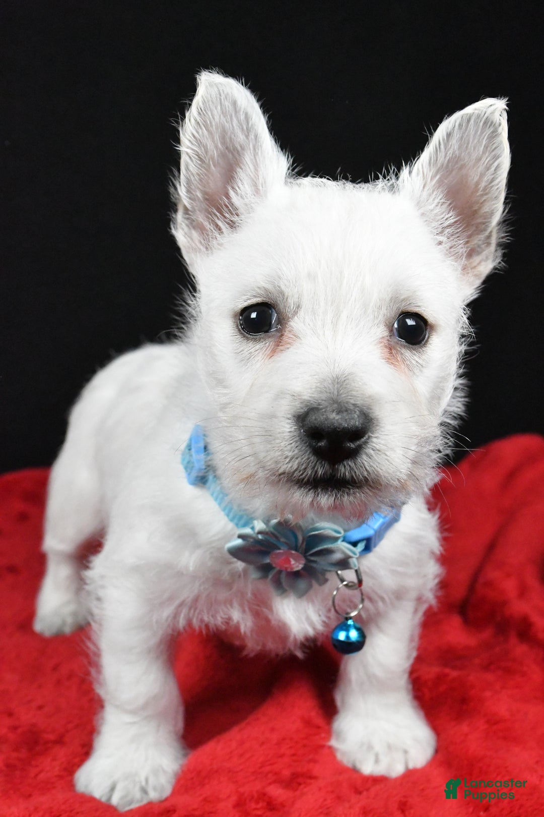 West Highland Terrier dogs for sale: Eva - Ad 9