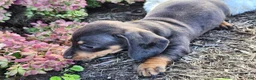 Miniature Dachshund dogs for sale: Truffle  - Ad 10