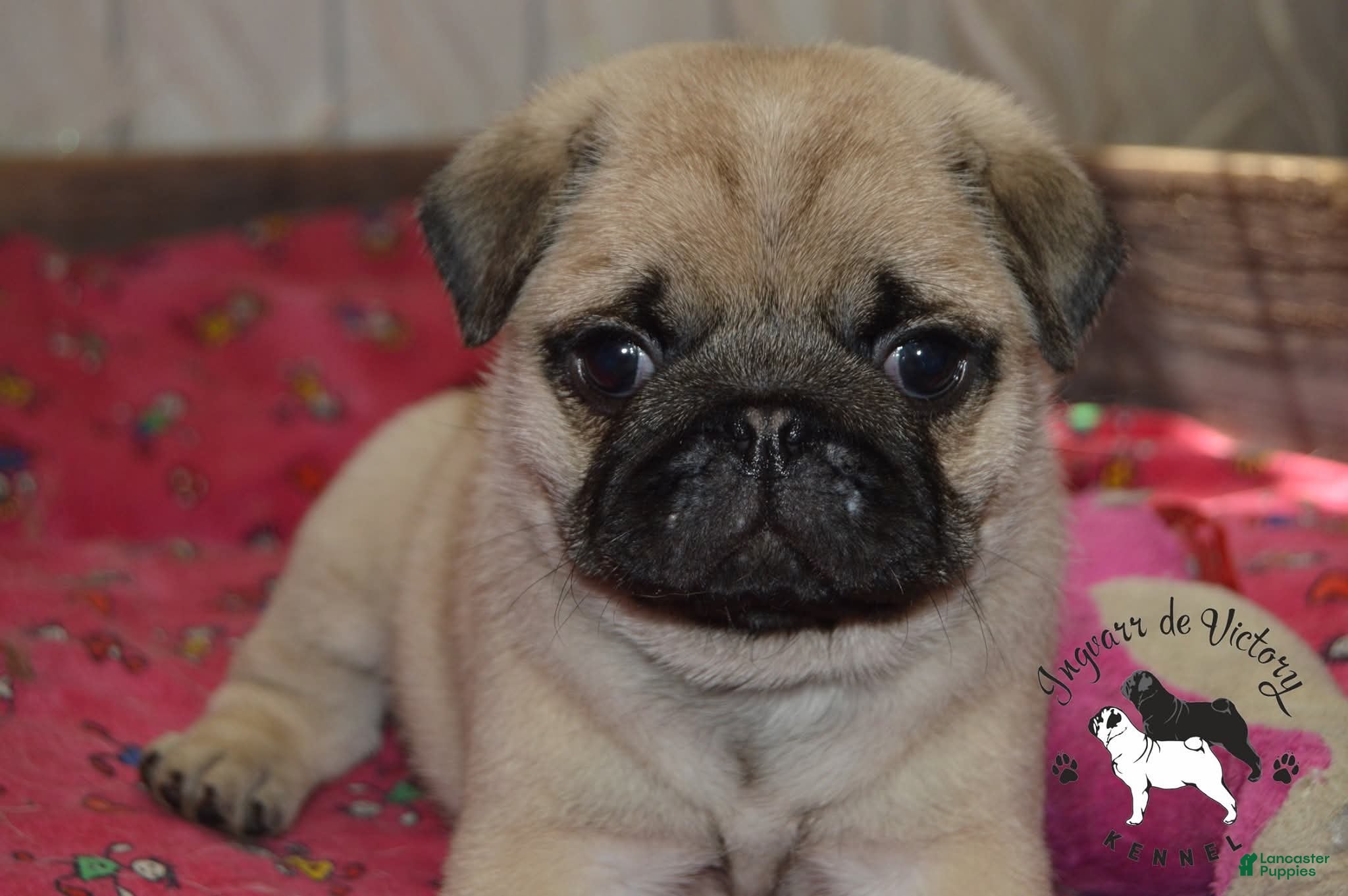 Pug dogs Pug Puppy 3 - Ad 1