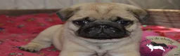 Pug dogs for sale: Pug Puppy 3 - Ad 1