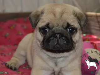 Pug dogs for sale: Pug Puppy 3 - Ad 1