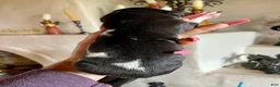 Great Dane dogs for sale: Obisidian Wildlife Vulcan - Ad 2